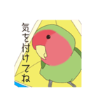 コザクラインコ(まっちゃ)（個別スタンプ：8）