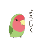コザクラインコ(まっちゃ)（個別スタンプ：11）
