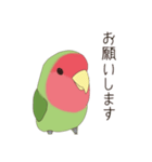 コザクラインコ(まっちゃ)（個別スタンプ：12）