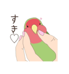 コザクラインコ(まっちゃ)（個別スタンプ：13）