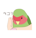 コザクラインコ(まっちゃ)（個別スタンプ：16）