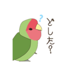 コザクラインコ(まっちゃ)（個別スタンプ：17）