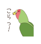 コザクラインコ(まっちゃ)（個別スタンプ：19）
