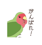 コザクラインコ(まっちゃ)（個別スタンプ：22）