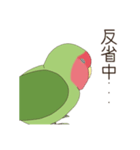 コザクラインコ(まっちゃ)（個別スタンプ：24）