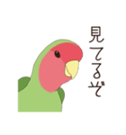 コザクラインコ(まっちゃ)（個別スタンプ：25）