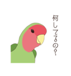 コザクラインコ(まっちゃ)（個別スタンプ：26）