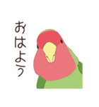 コザクラインコ(まっちゃ)（個別スタンプ：27）