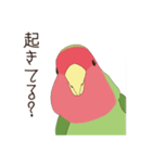 コザクラインコ(まっちゃ)（個別スタンプ：28）