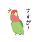 コザクラインコ(まっちゃ)（個別スタンプ：30）
