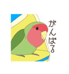 コザクラインコ(まっちゃ)（個別スタンプ：32）