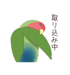コザクラインコ(まっちゃ)（個別スタンプ：33）
