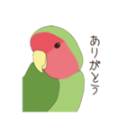 コザクラインコ(まっちゃ)（個別スタンプ：36）