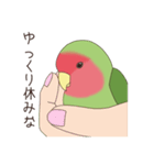 コザクラインコ(まっちゃ)（個別スタンプ：38）