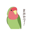 コザクラインコ(まっちゃ)（個別スタンプ：40）