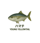 動く魚さん達（個別スタンプ：1）