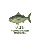 動く魚さん達（個別スタンプ：16）