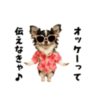 エッホエッホチワワ（個別スタンプ：1）