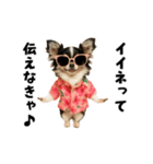 エッホエッホチワワ（個別スタンプ：3）