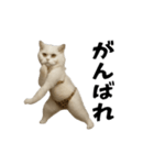 お猫様の動くスタンプ10（個別スタンプ：8）