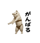 お猫様の動くスタンプ10（個別スタンプ：12）