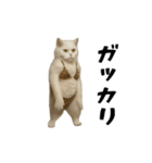 お猫様の動くスタンプ10（個別スタンプ：15）