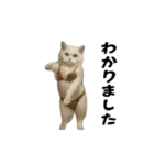 お猫様の動くスタンプ10（個別スタンプ：18）