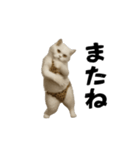 お猫様の動くスタンプ10（個別スタンプ：24）