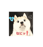柴犬しか使わん‼️（個別スタンプ：1）