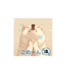 柴犬しか使わん‼️（個別スタンプ：3）
