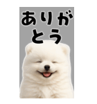 そのままポメ【BIGスタンプ】（個別スタンプ：1）