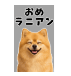 そのままポメ【BIGスタンプ】（個別スタンプ：5）
