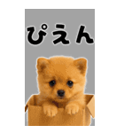 そのままポメ【BIGスタンプ】（個別スタンプ：6）