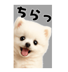 そのままポメ【BIGスタンプ】（個別スタンプ：14）