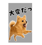 そのままポメ【BIGスタンプ】（個別スタンプ：17）
