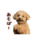 動く！トイプードル（個別スタンプ：1）