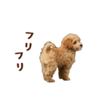 動く！トイプードル（個別スタンプ：2）