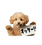 動く！トイプードル（個別スタンプ：5）