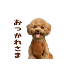 動く！トイプードル（個別スタンプ：9）