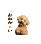 動く！トイプードル（個別スタンプ：11）