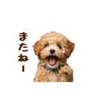 動く！トイプードル（個別スタンプ：16）