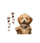 動く！トイプードル（個別スタンプ：19）
