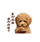 動く！トイプードル（個別スタンプ：20）