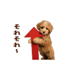 動く！トイプードル（個別スタンプ：21）
