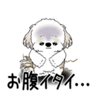 シーズー犬 2025 「ネガティブ・いじけ虫」（個別スタンプ：19）