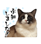 毎日使える⭐︎連絡に便利なねこスタンプ（個別スタンプ：1）