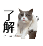 毎日使える⭐︎連絡に便利なねこスタンプ（個別スタンプ：2）