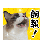 毎日使える⭐︎連絡に便利なねこスタンプ（個別スタンプ：3）