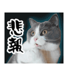 毎日使える⭐︎連絡に便利なねこスタンプ（個別スタンプ：4）