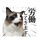 毎日使える⭐︎連絡に便利なねこスタンプ（個別スタンプ：5）